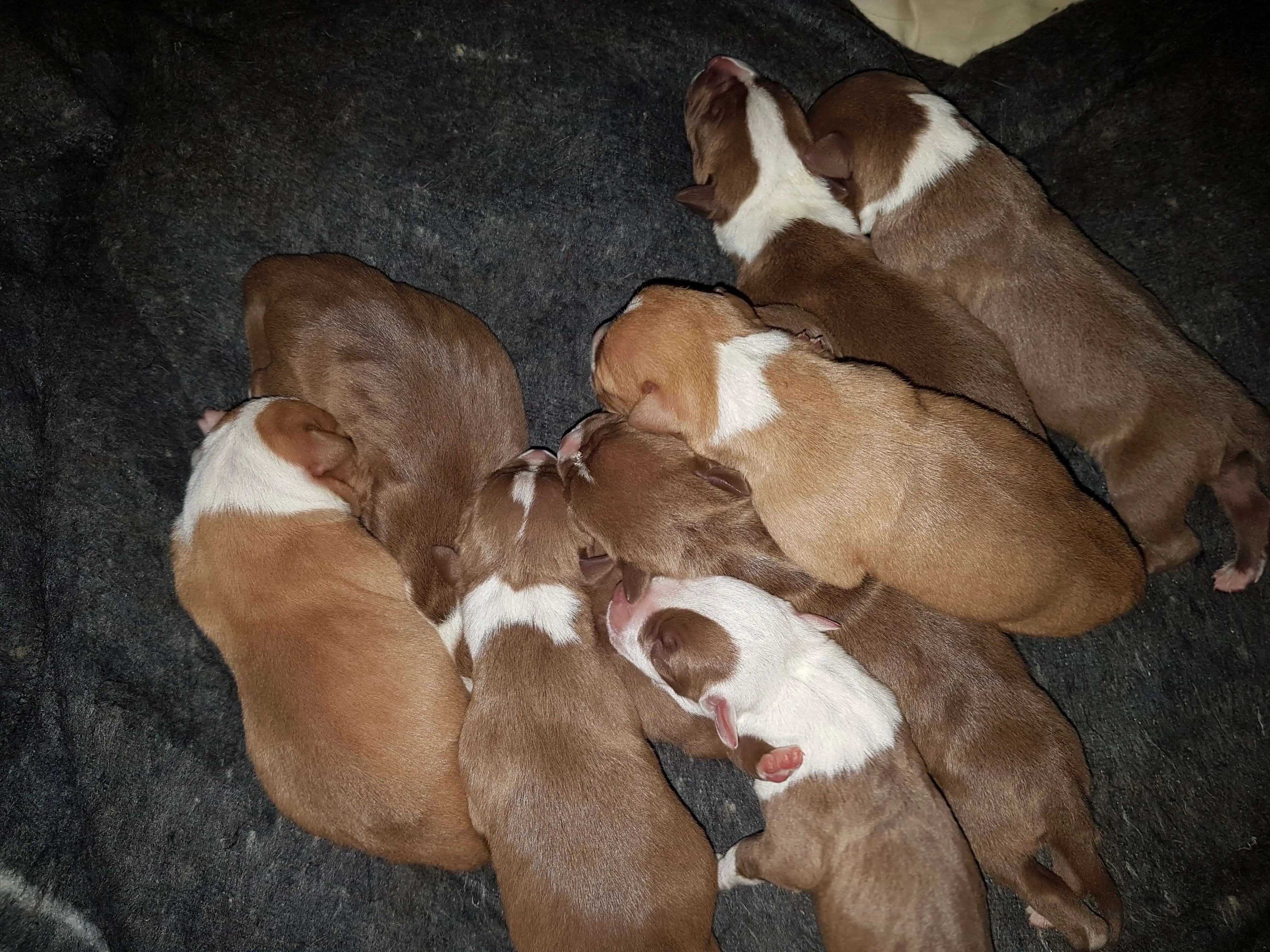 Pitbull Puppies for Sale in Johannesburg by Marzanne Patterson