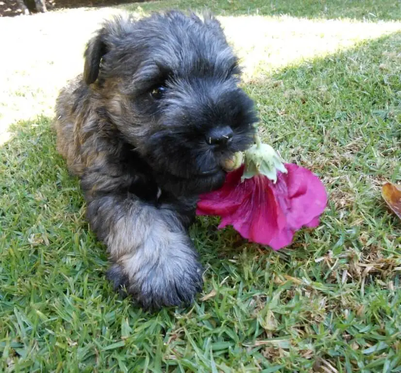 Snauzer Puppies for Sale in Pretoria by Marlene du Plessis