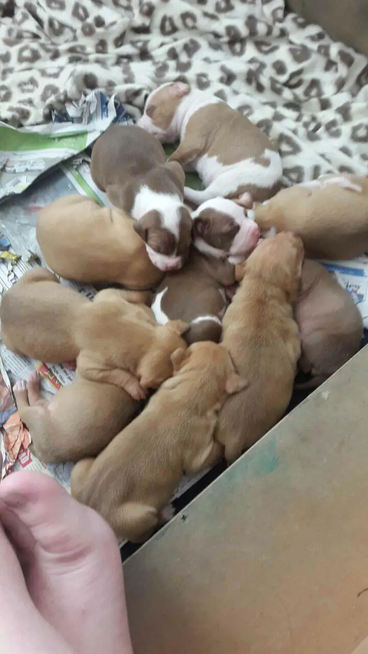 Pitbull Puppies for Sale in Cape Town by Tini Moolman