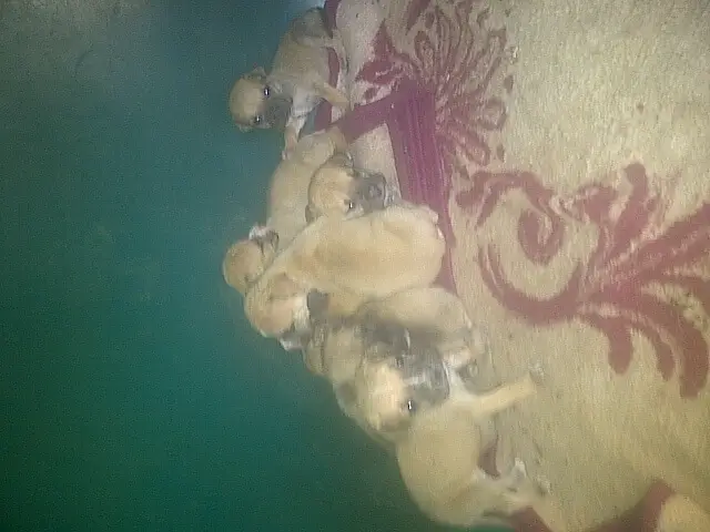 Boerboel Puppies for Sale in Other by Michelle du Plessis