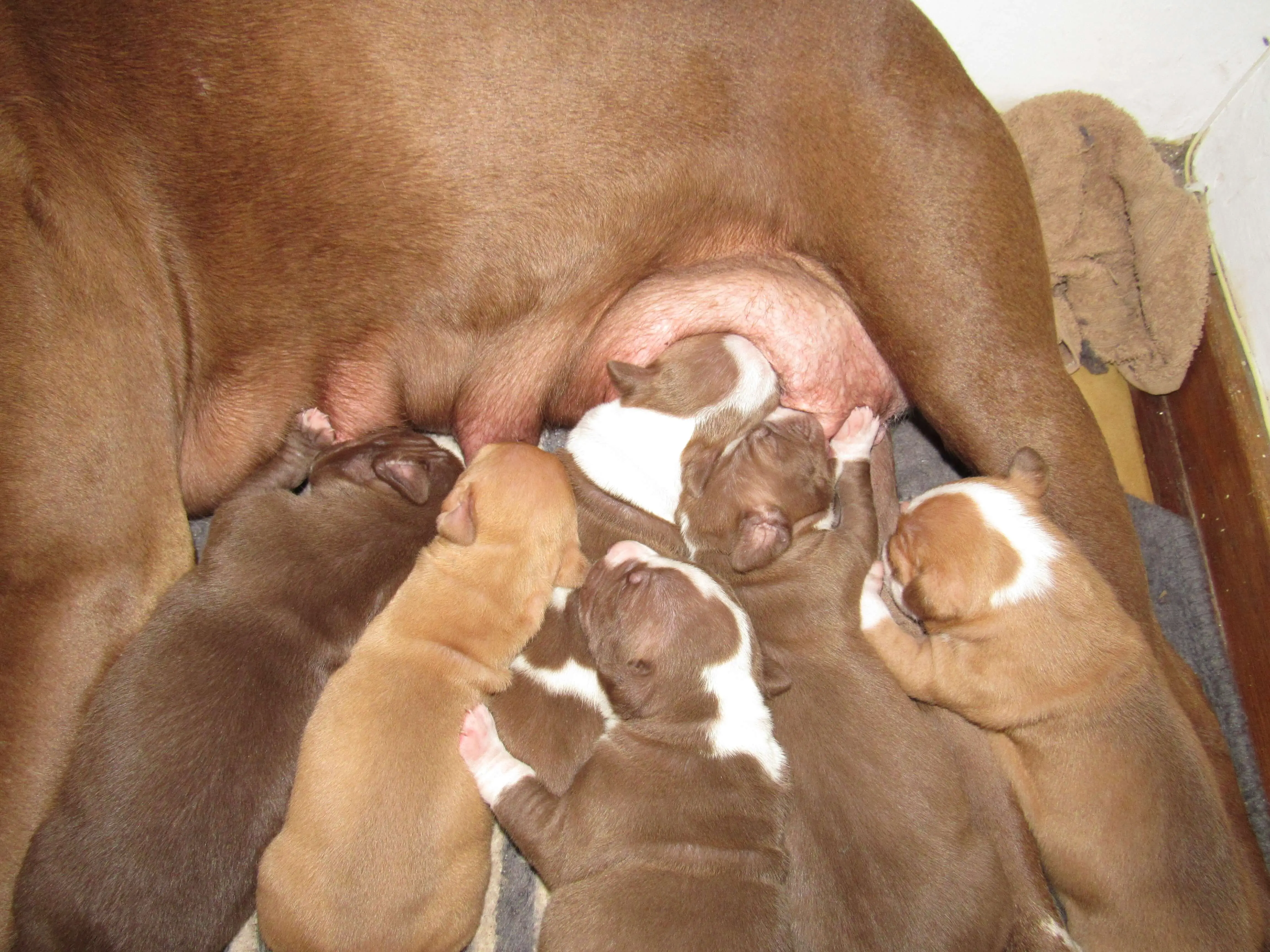 Pitbull Puppies for Sale in Mpumalanga by Francois Wilmarie Schutte