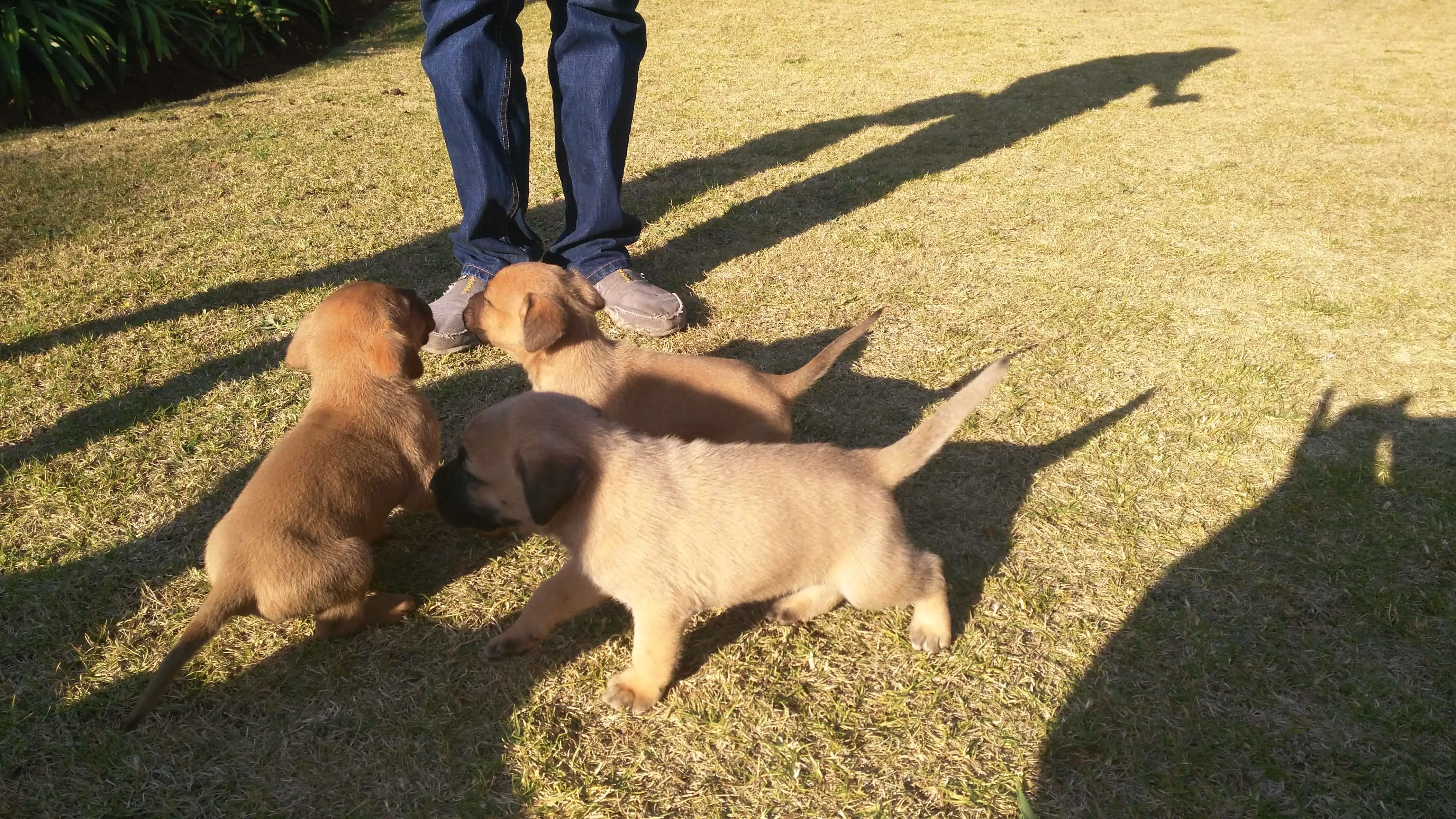 Boerboel Puppies for Sale in Johannesburg by Amanda Greyling De Jager