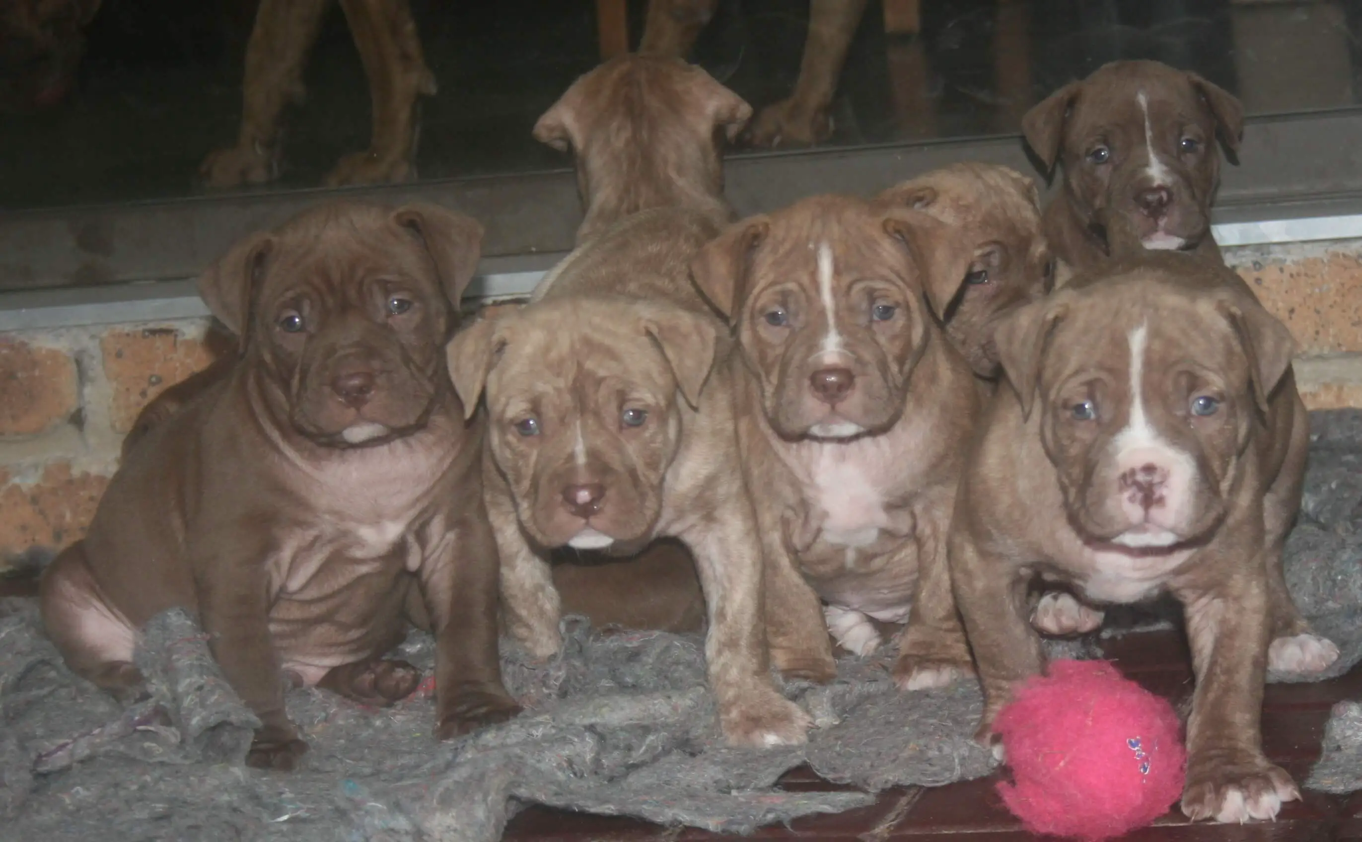 Pitbull Puppies for Sale in Johannesburg by Kim Coetzee