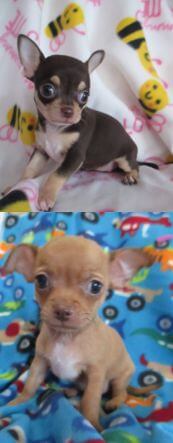 chihuahua puppies for sale in durban