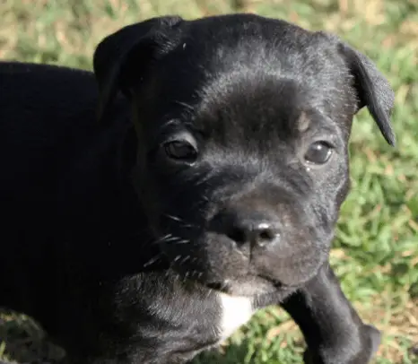 Staffie Puppies for Sale in Pretoria by Charmaine Wallace