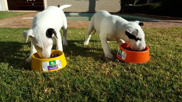 Bull Terrier Puppies for Sale in Johannesburg by Jason Jossie Pietersen