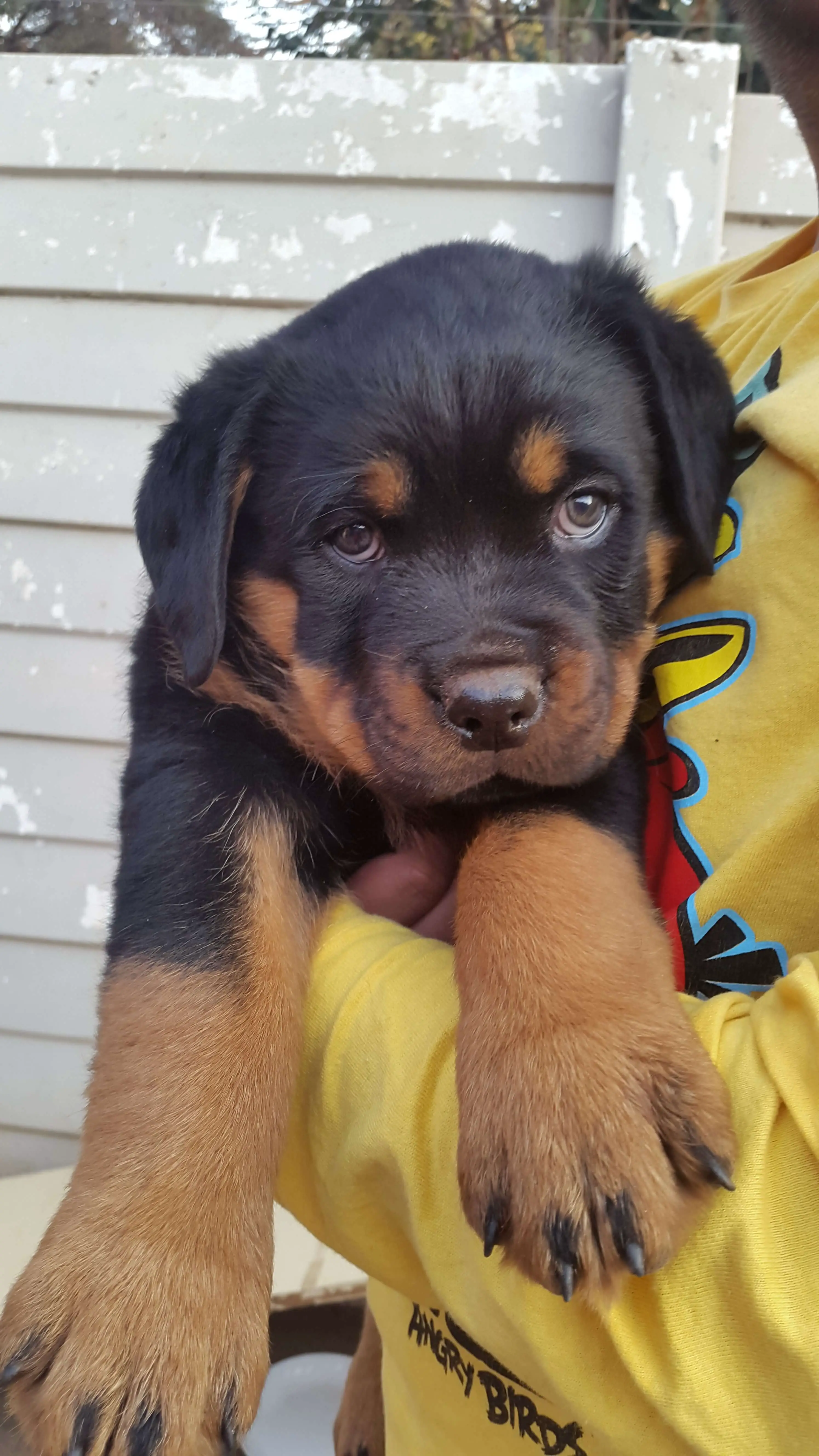 Rottweiler Puppies for Sale in Johannesburg by Bolzy Paladin