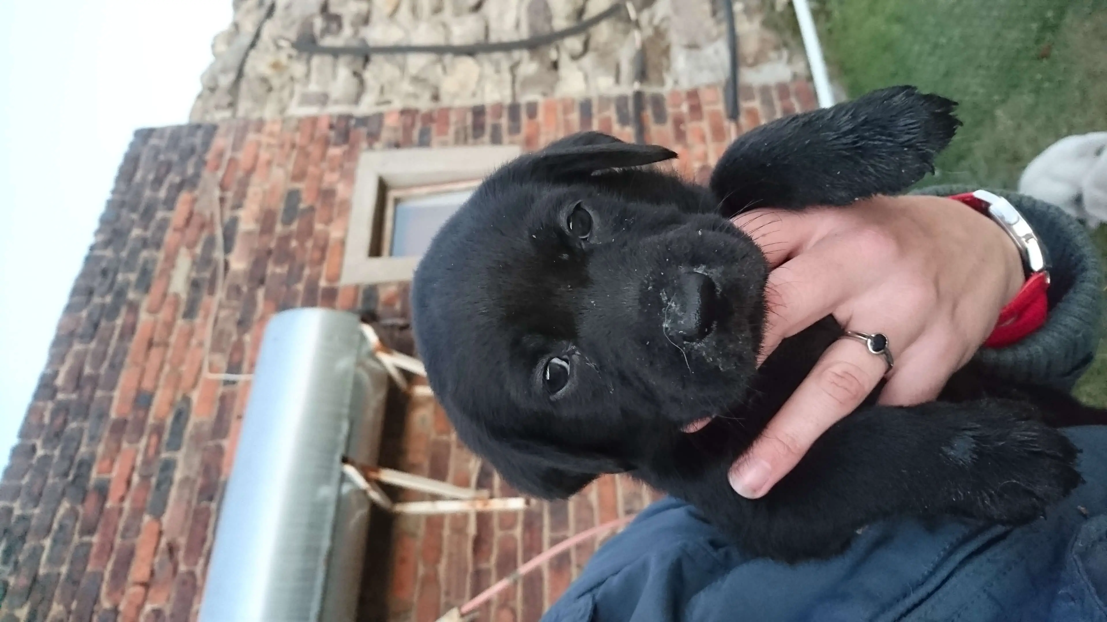 Labrador Puppies for Sale in Johannesburg by Norma1303