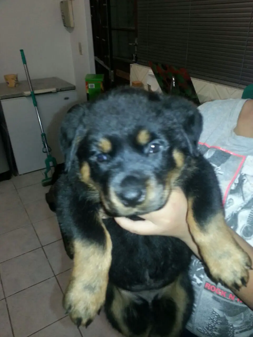 Rottweiler Puppies for Sale in Cape Town by Nareema Boltney