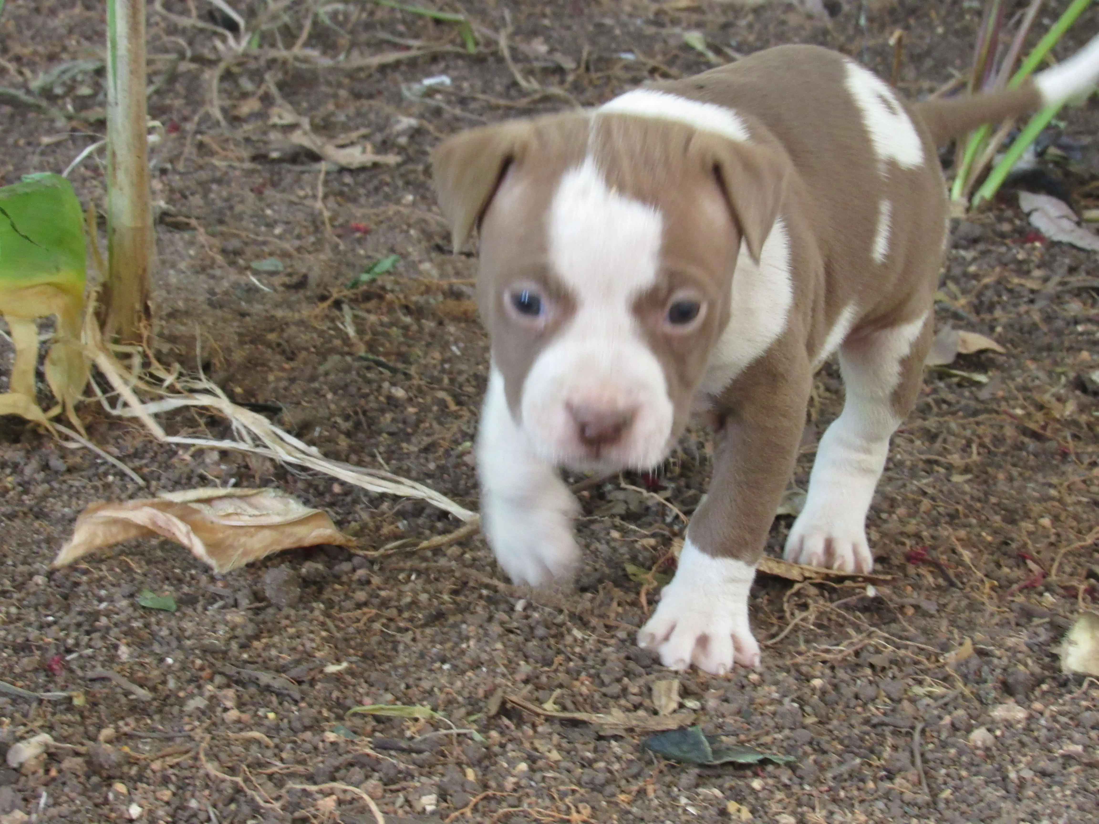 Pitbull Puppies for Sale in Other by Francois Wilmarie Schutte