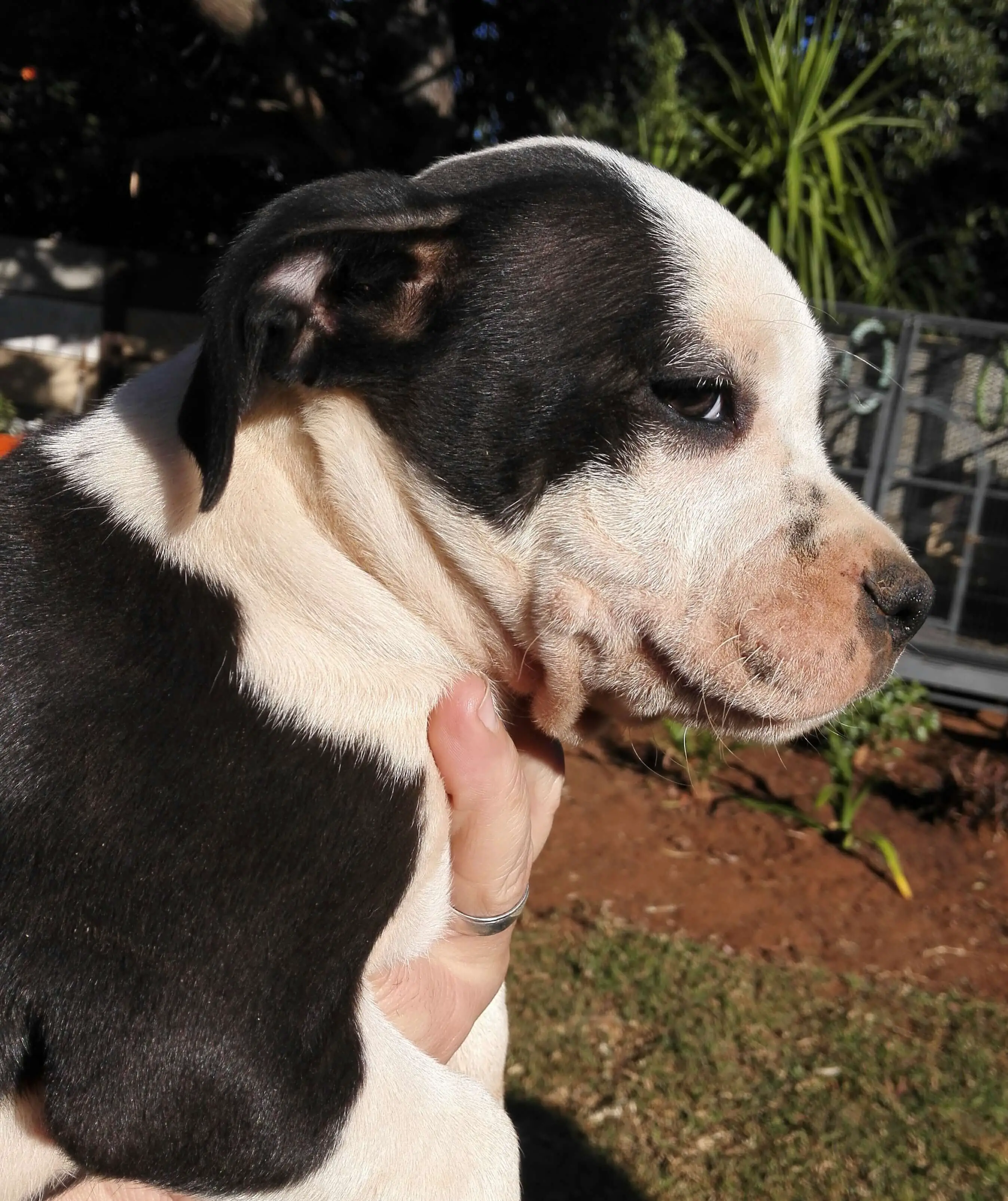Staffie Puppies for Sale in Pretoria by Charmaine Wallace