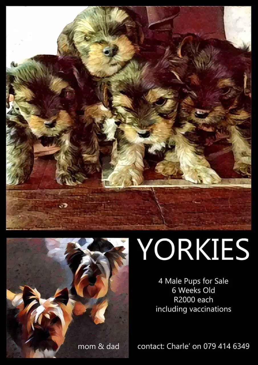 Yorkshire Puppies for Sale in Pretoria by Charle Welgemoed