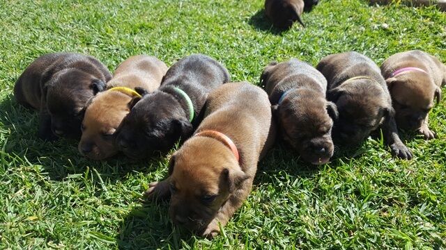Staffie Puppies for Sale in Pretoria by Peet En Michelle Pienaar
