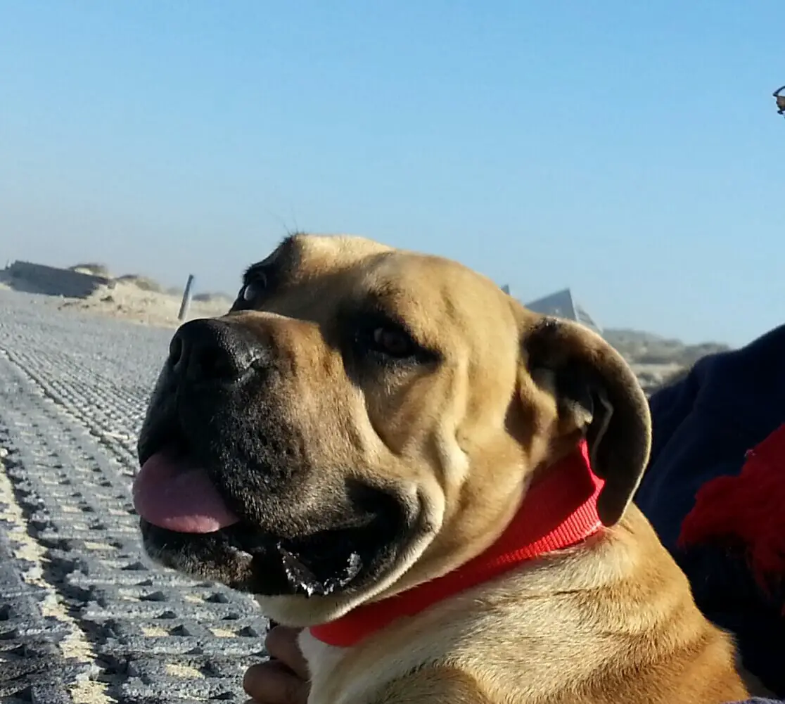 Boerboel Puppies for Sale in Cape Town by Celento Saunders