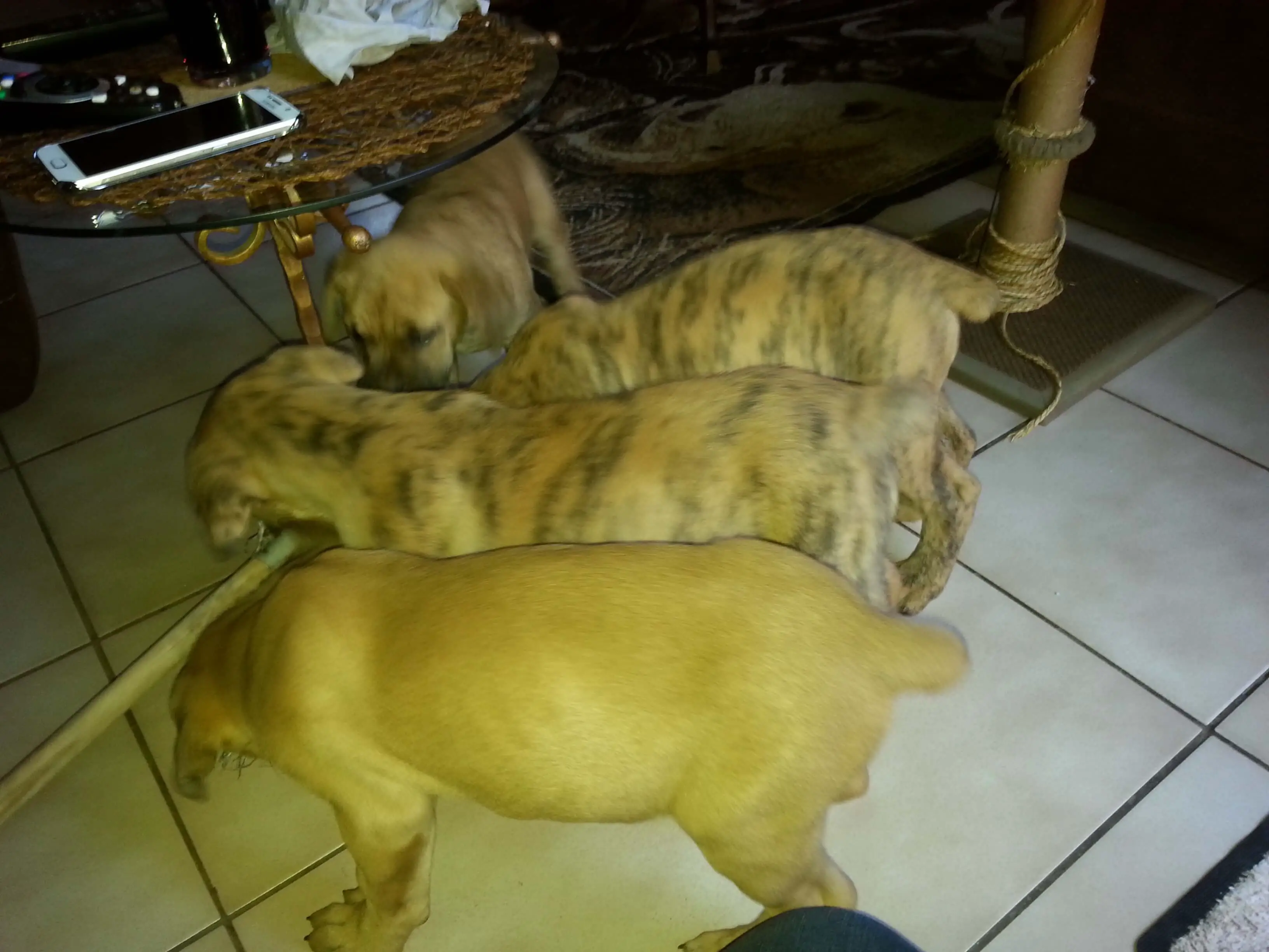 Boerboel Puppies for Sale in Pretoria by Maritza Biela