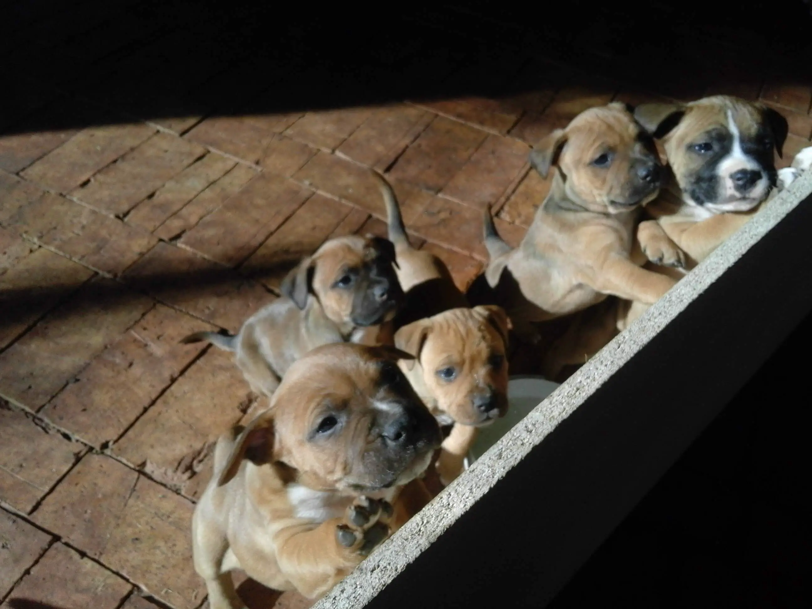 Staffie Puppies for Sale in Johannesburg by Adeline Brooks