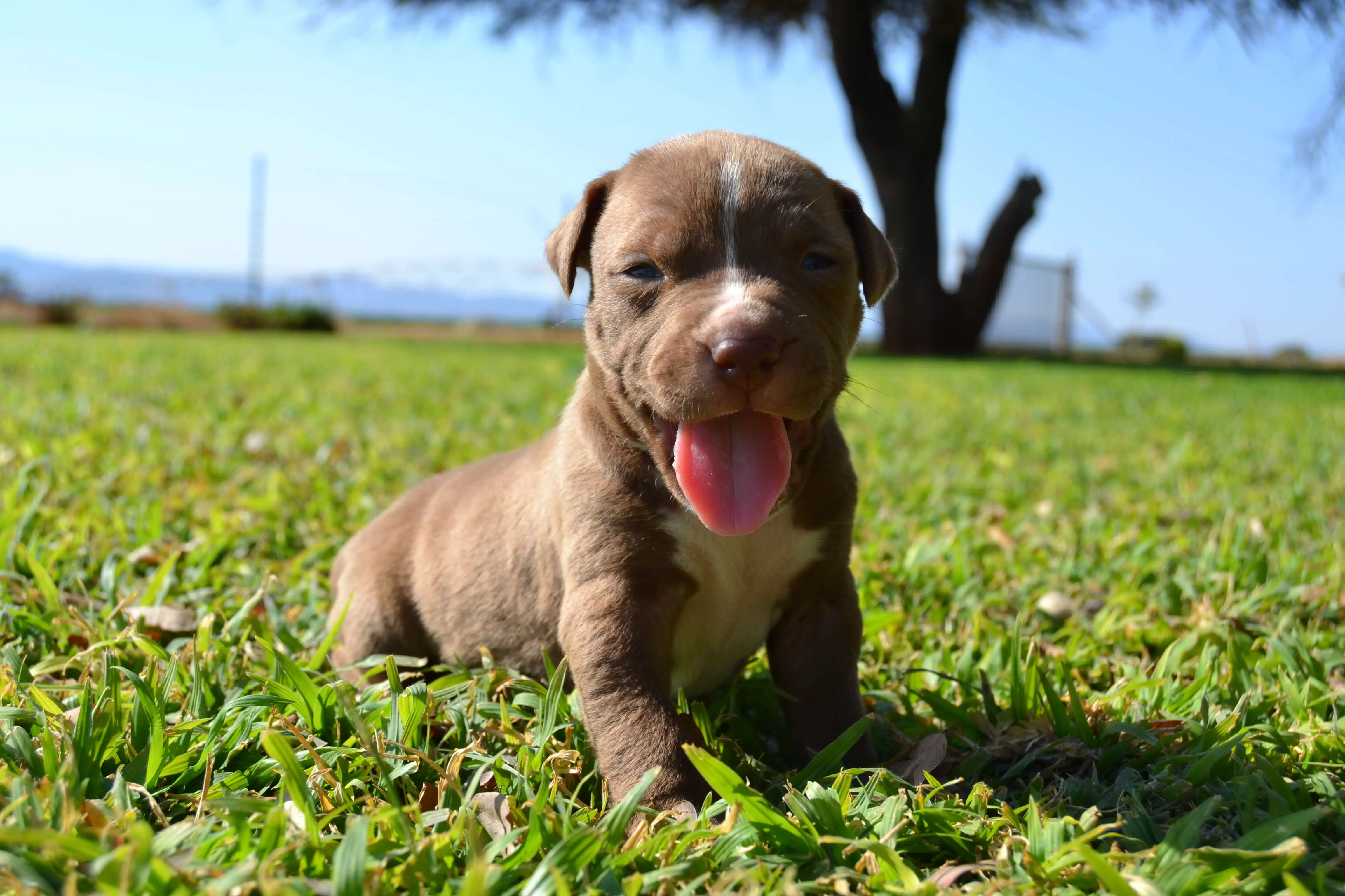 Pitbull Puppies for Sale in Other by Elzette Venter