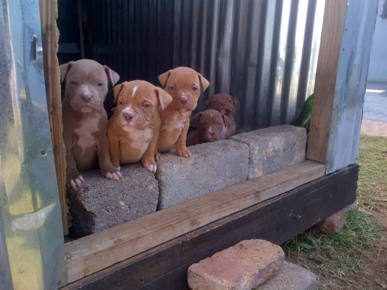 Pitbull Puppies for Sale in Johannesburg by Thabo Maluleke