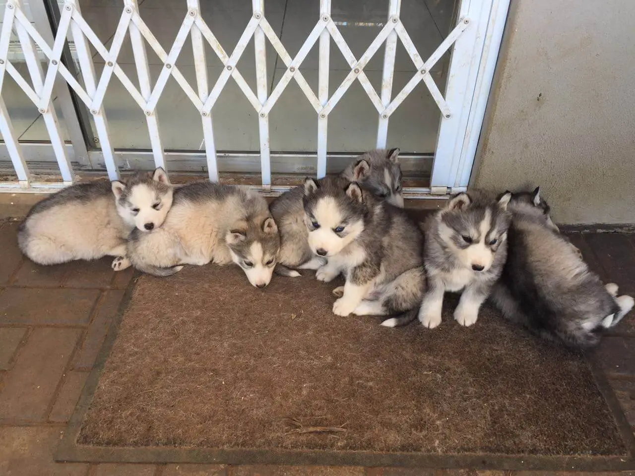 Siberian Husky Puppies for Sale in Other by Benice Bouwer