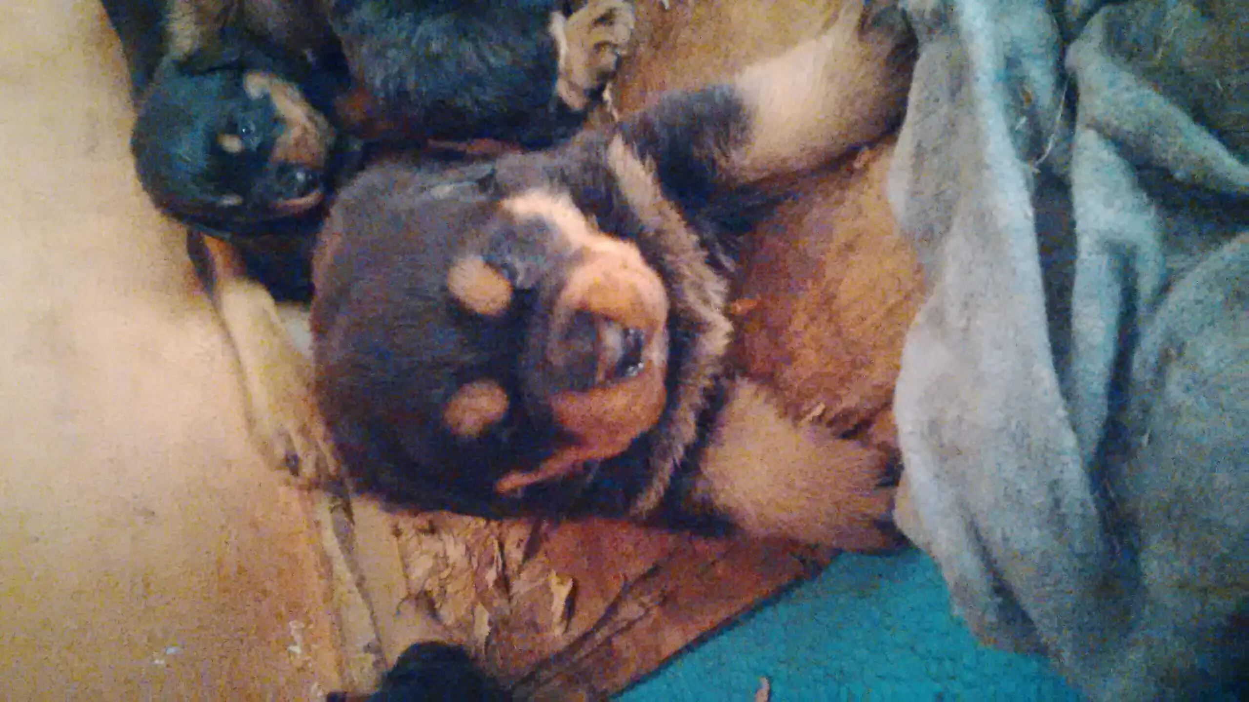 Rottweiler Puppies for Sale in Johannesburg by Oupa Mokgotsi Masike