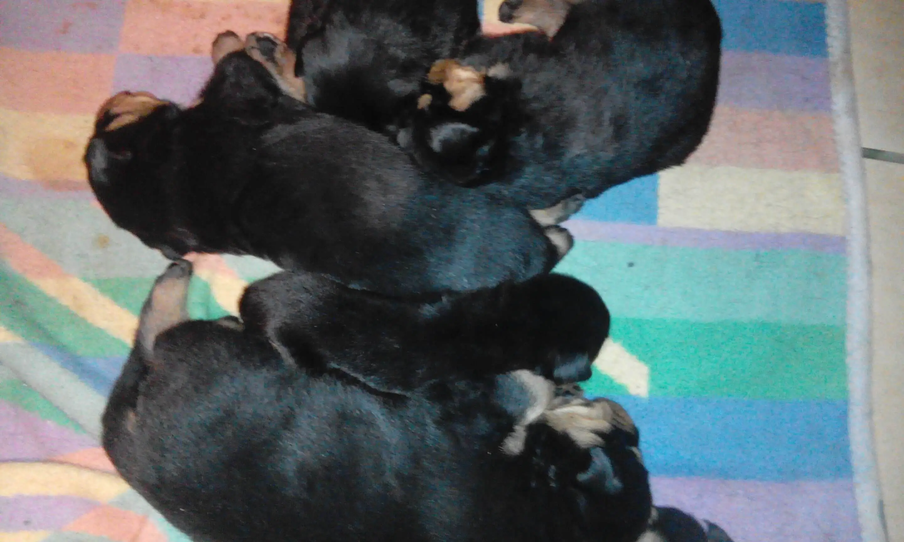 Rottweiler Puppies for Sale in Pretoria by Riaan Botha