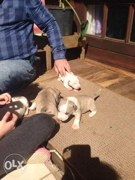 Other Puppies for Sale in Johannesburg by Julie Steenkamp