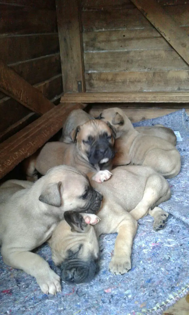 Boerboel Puppies for Sale in Other by Jaco Smit