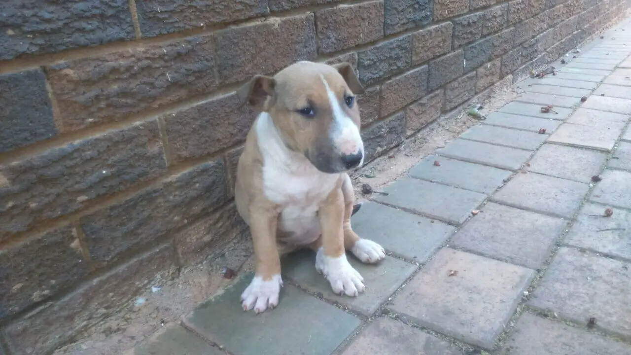 Terrier Puppies for Sale in Pretoria by Tersia van Deventer