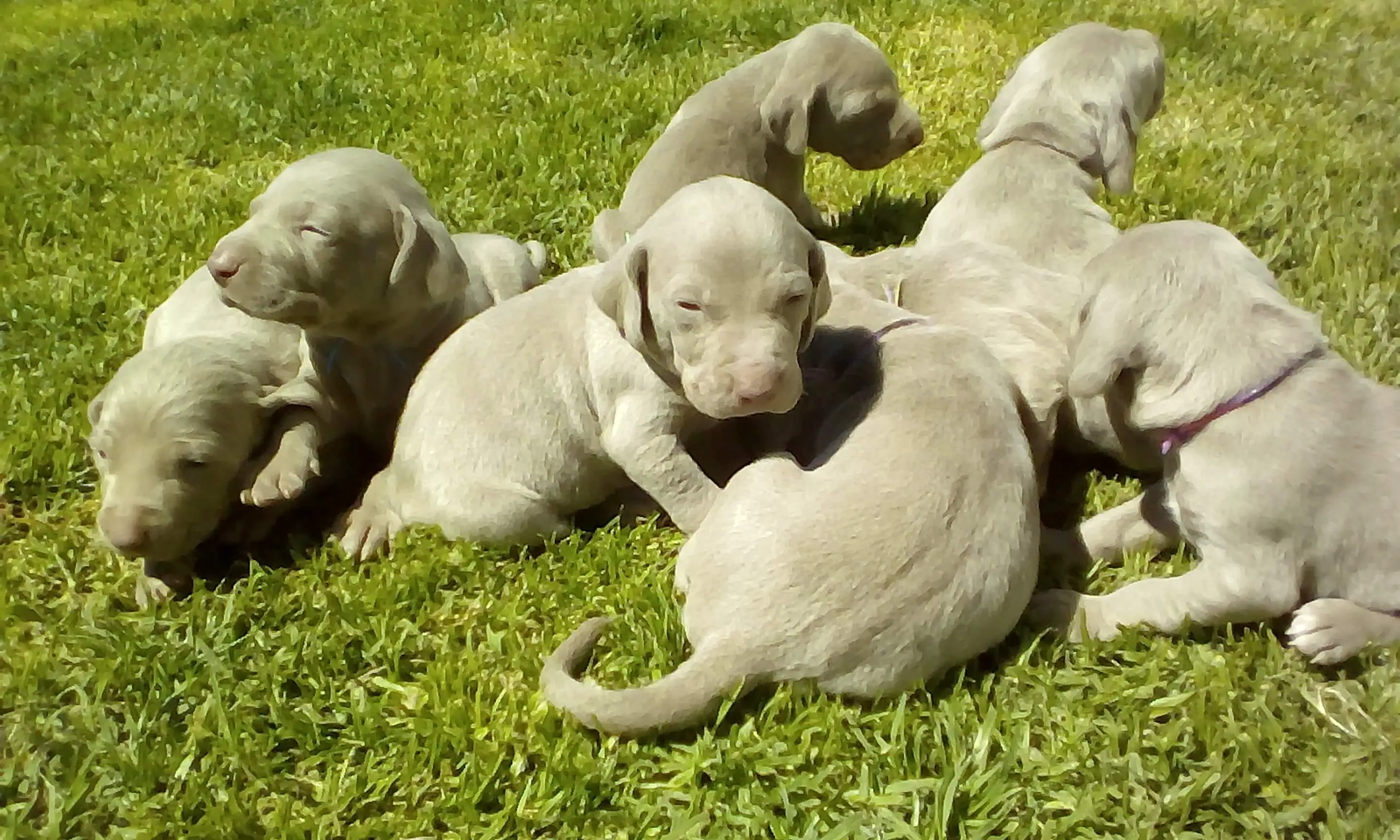 Other Puppies for Sale in Cape Town by Nadia van Deventer