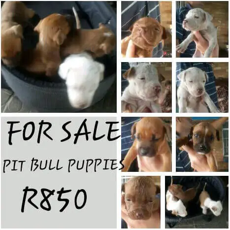 Pitbull Puppies for Sale in Johannesburg by Linda Mellett