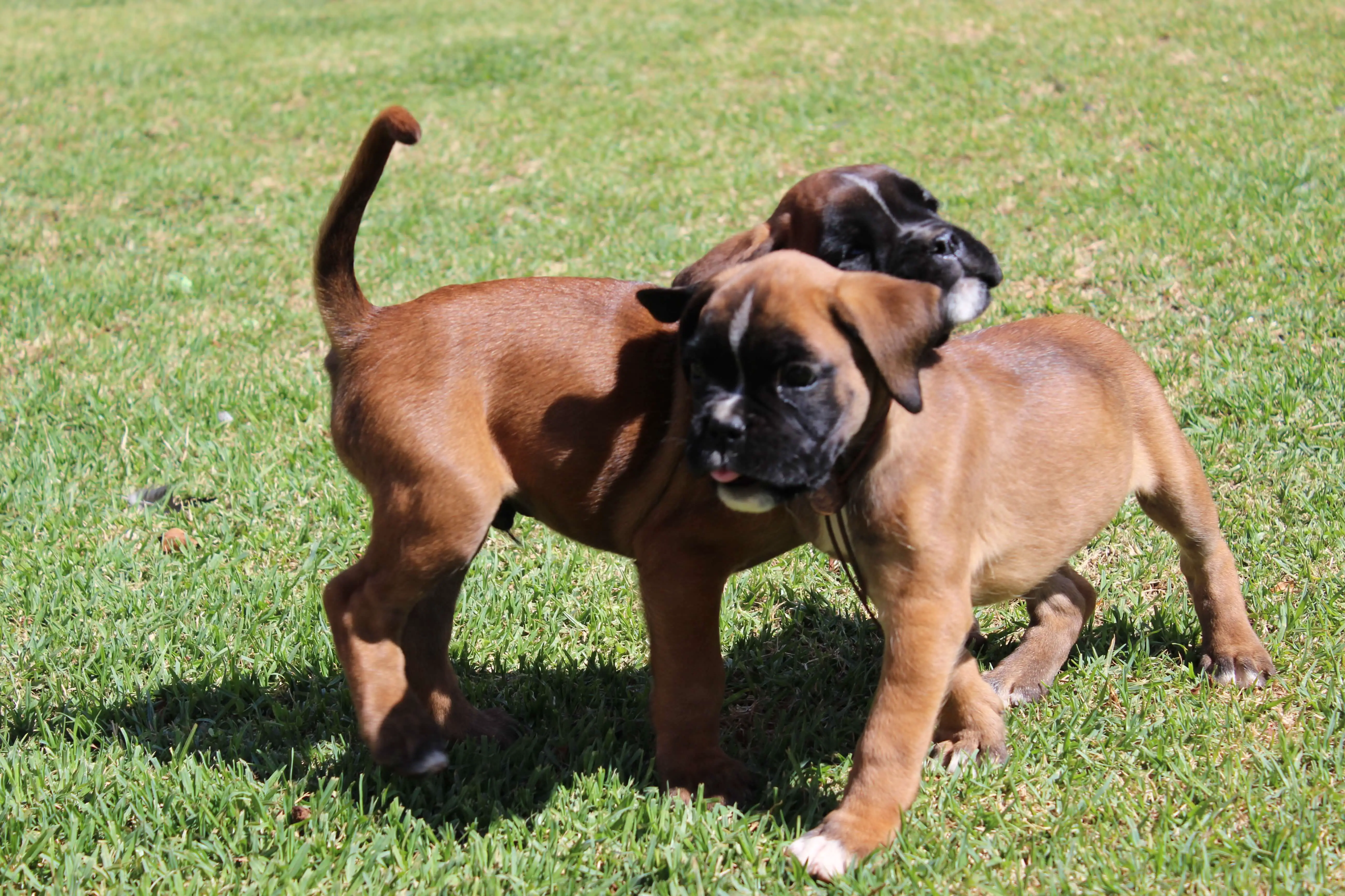 Boxer Puppies for Sale in Other by Louise Curry