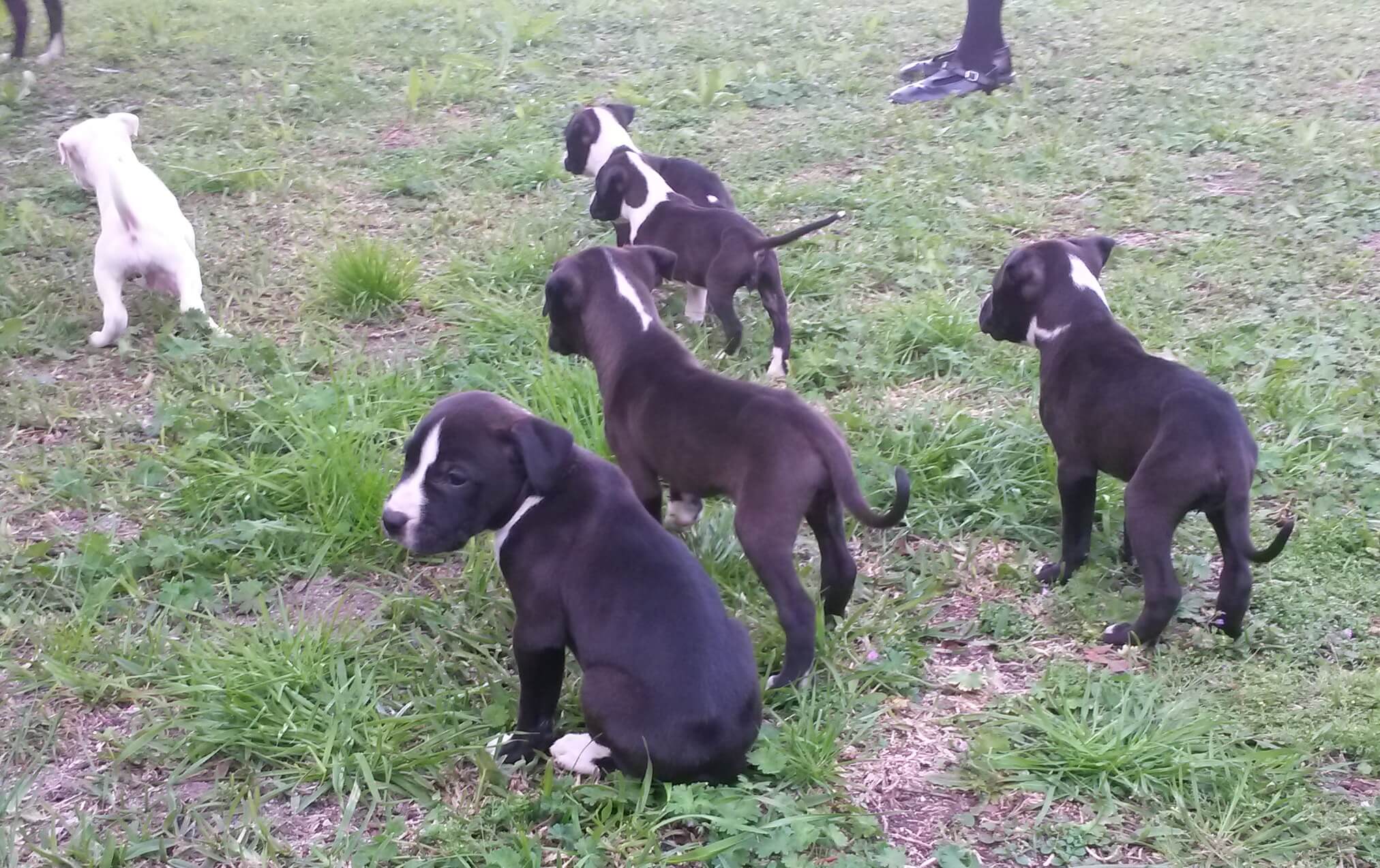 Pitbull Puppies for Sale in Cape Town by Hishaam Nordien