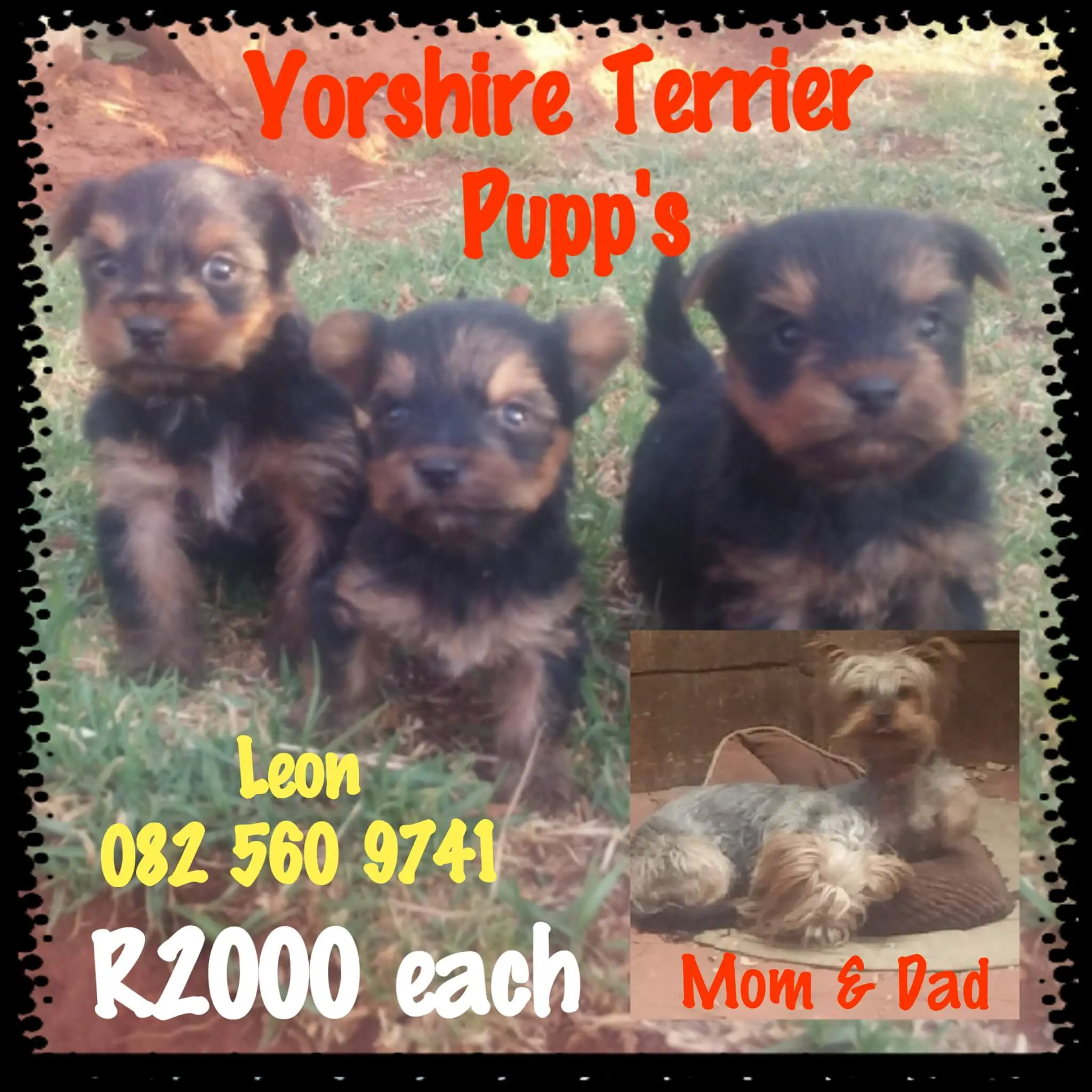 Yorkshire Puppies for Sale in Johannesburg by Leon Middleton