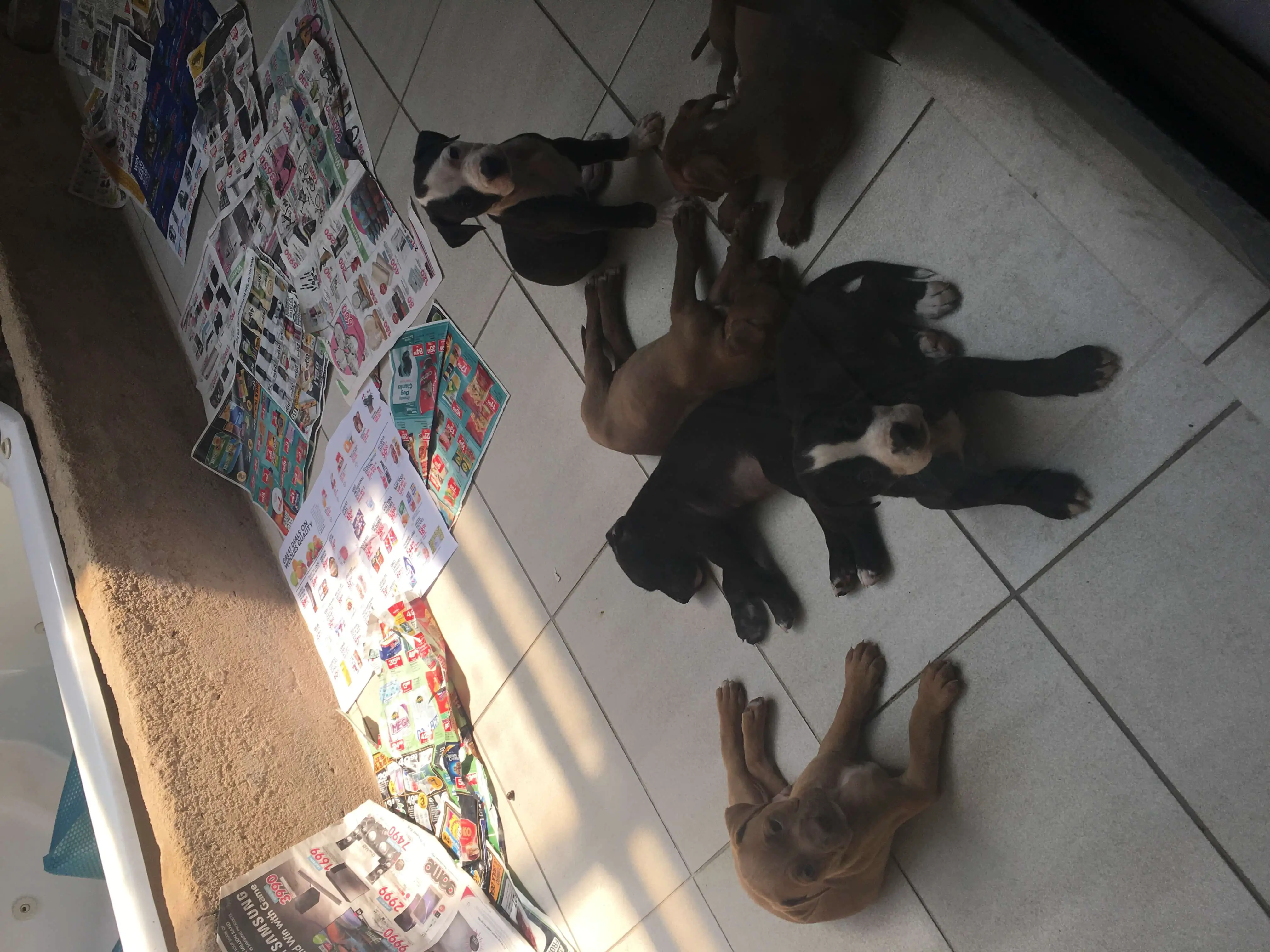 Pitbull Puppies for Sale in Johannesburg by Giancarlo de Figueiredo