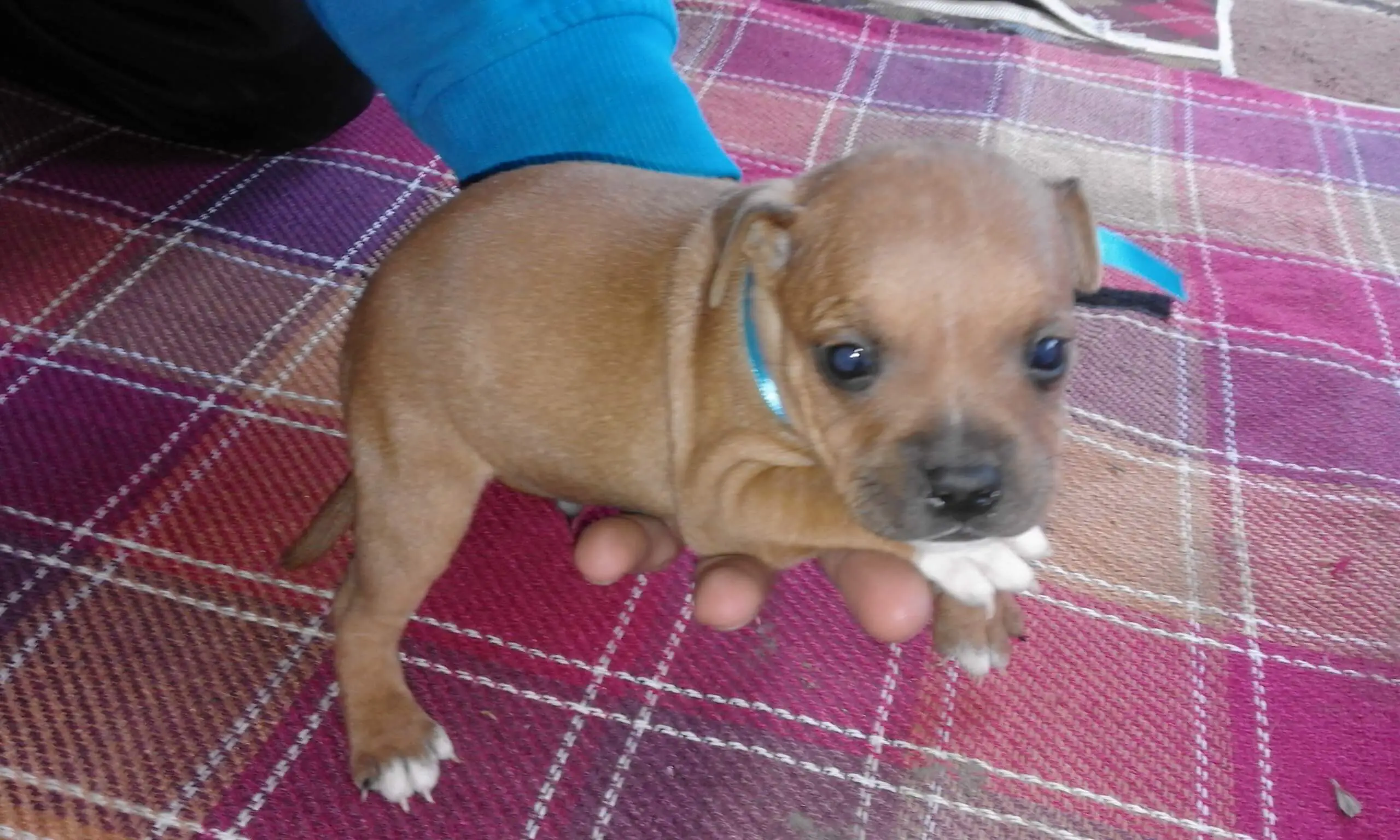 Staffie Puppies for Sale in Other by Caroline Brown