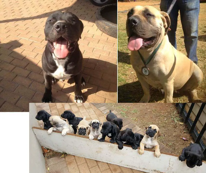 Boerboel Puppies for Sale in Johannesburg by Barbara Stolle