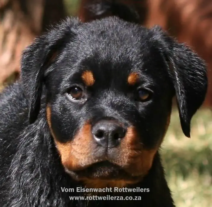 Rottweiler Puppies for Sale in Pretoria by Vom Eisenwacht Rottweilers
