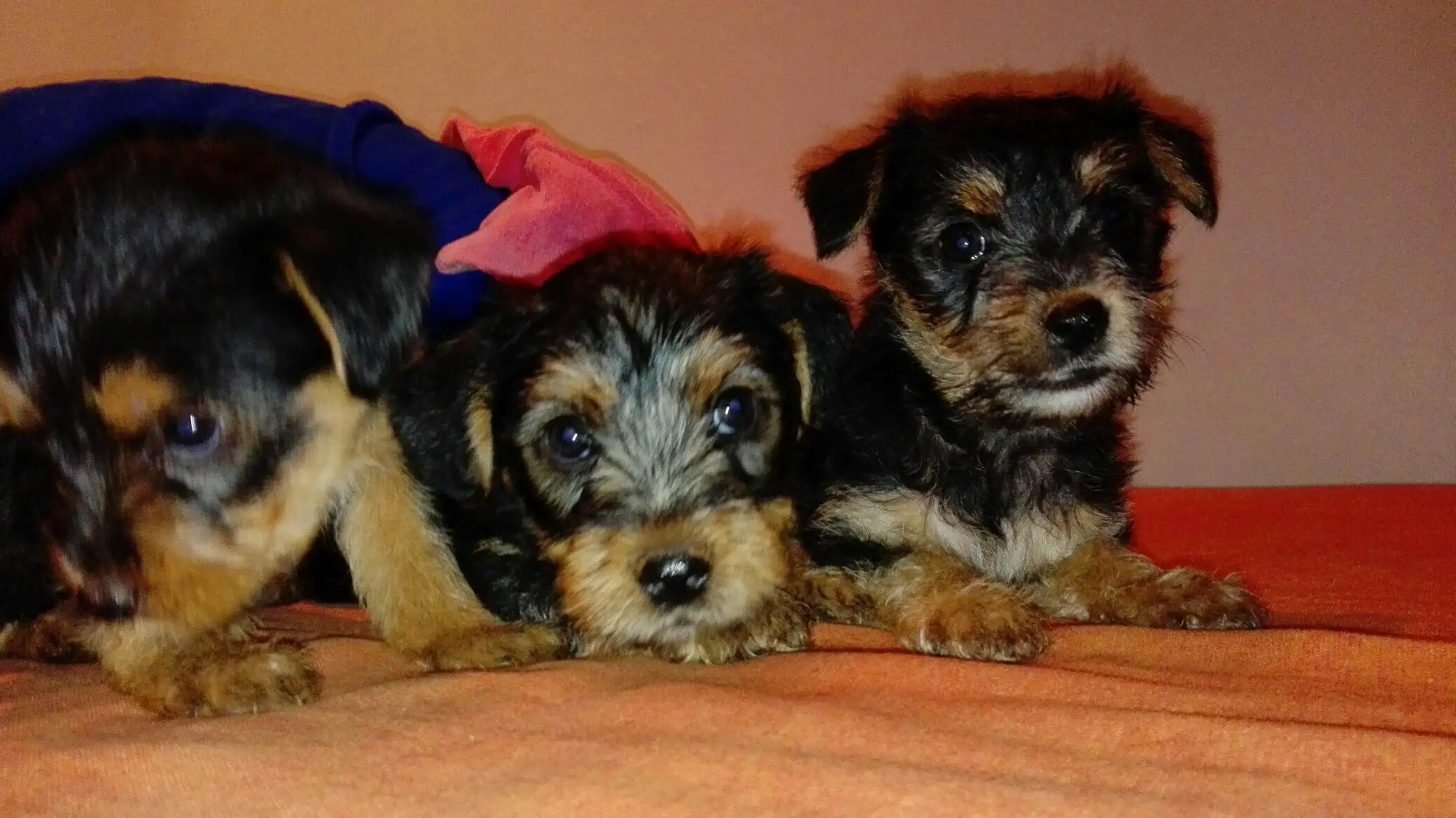Yorkshire Puppies for Sale in Kwazulu Natal by Jayde Myburgh