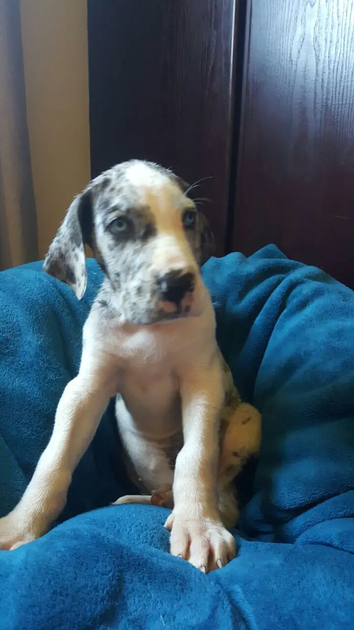Great Dane Puppies for Sale in Other by Rudo Fourie