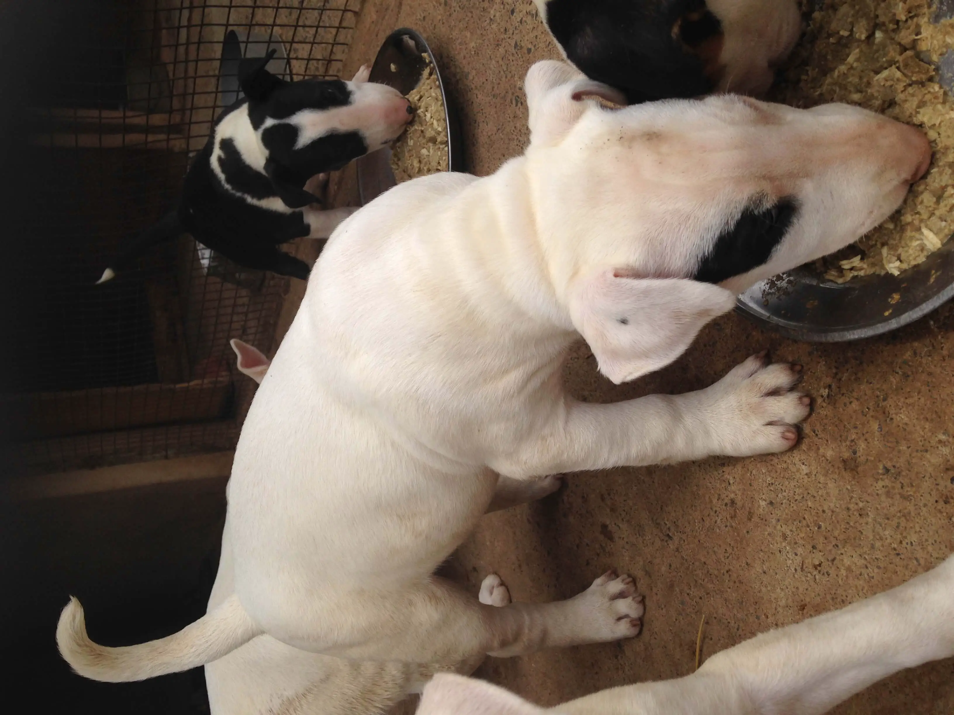 Terrier Puppies for Sale in Pretoria by Nicolette Bester Engelbrecht