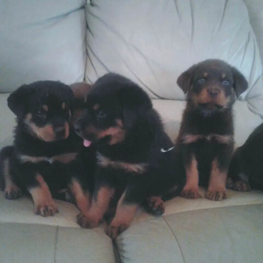 Rottweiler Puppies for Sale in Johannesburg by Dirk van Rensburg