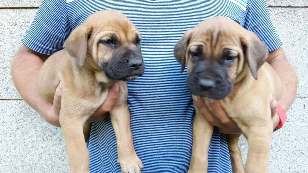 Boerboel Puppies for Sale in Pretoria by Zak Van Der Westhuizen