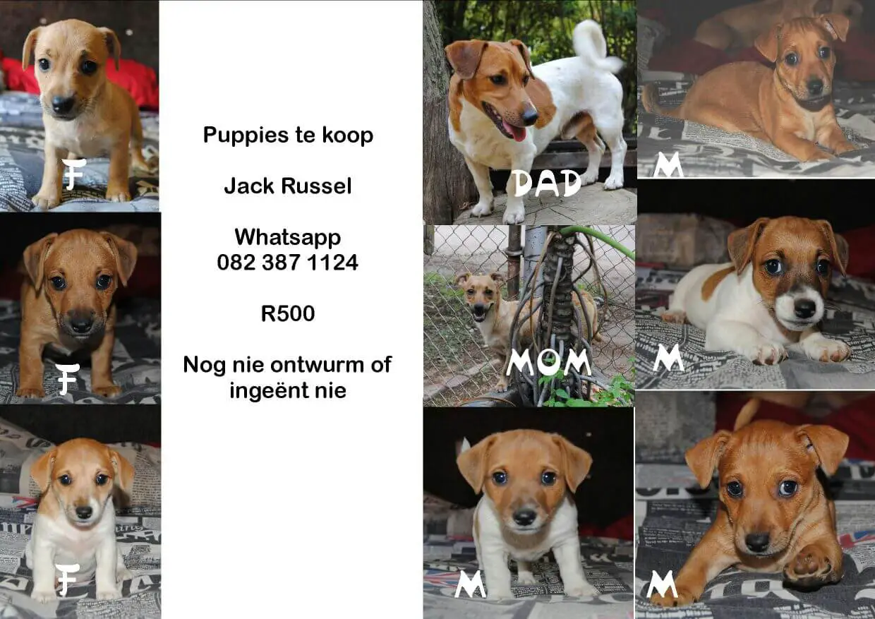 Jack Russel Puppies for Sale in Pretoria by Voetspore Pdf