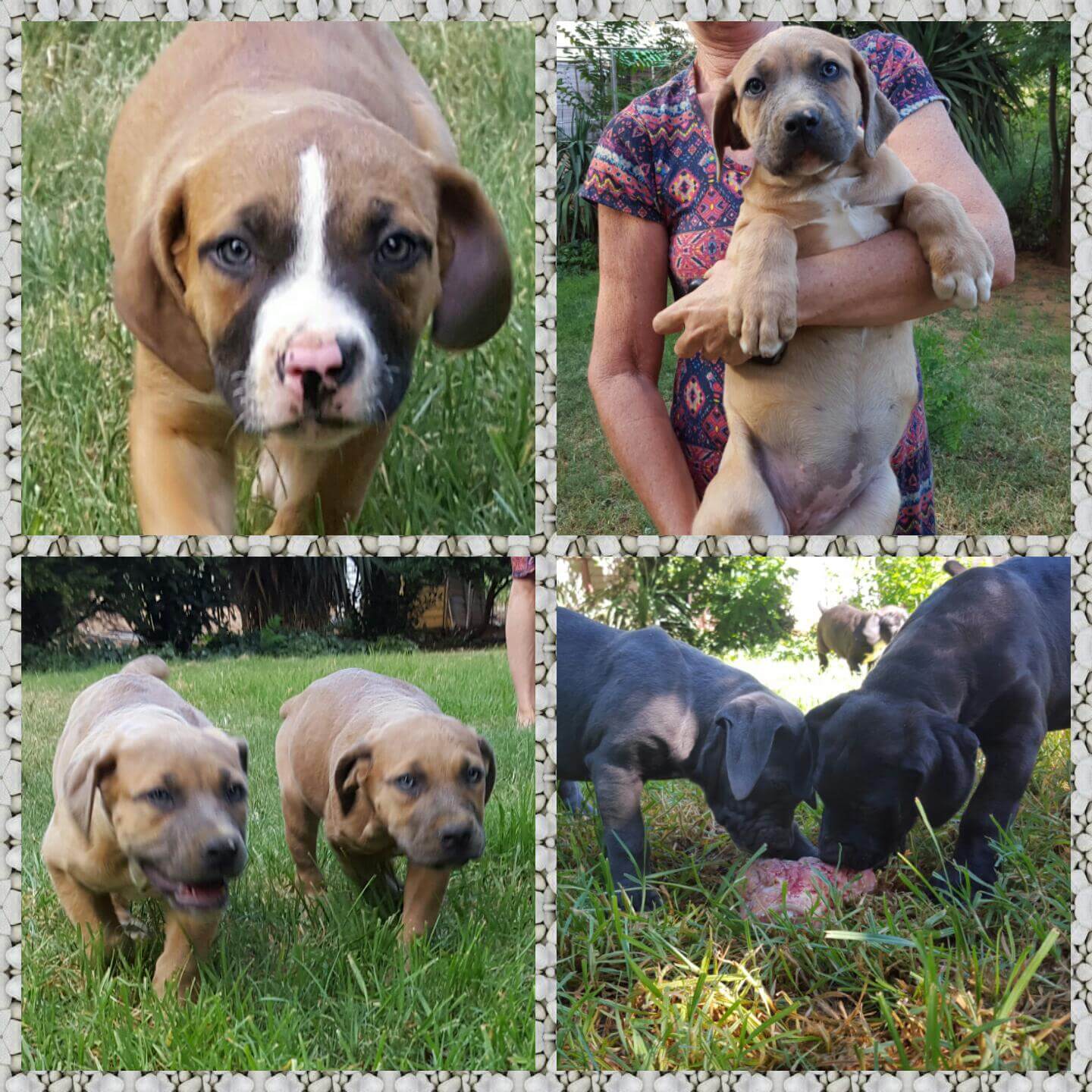 Boerboel Puppies for Sale in Other by PickMe Piggies