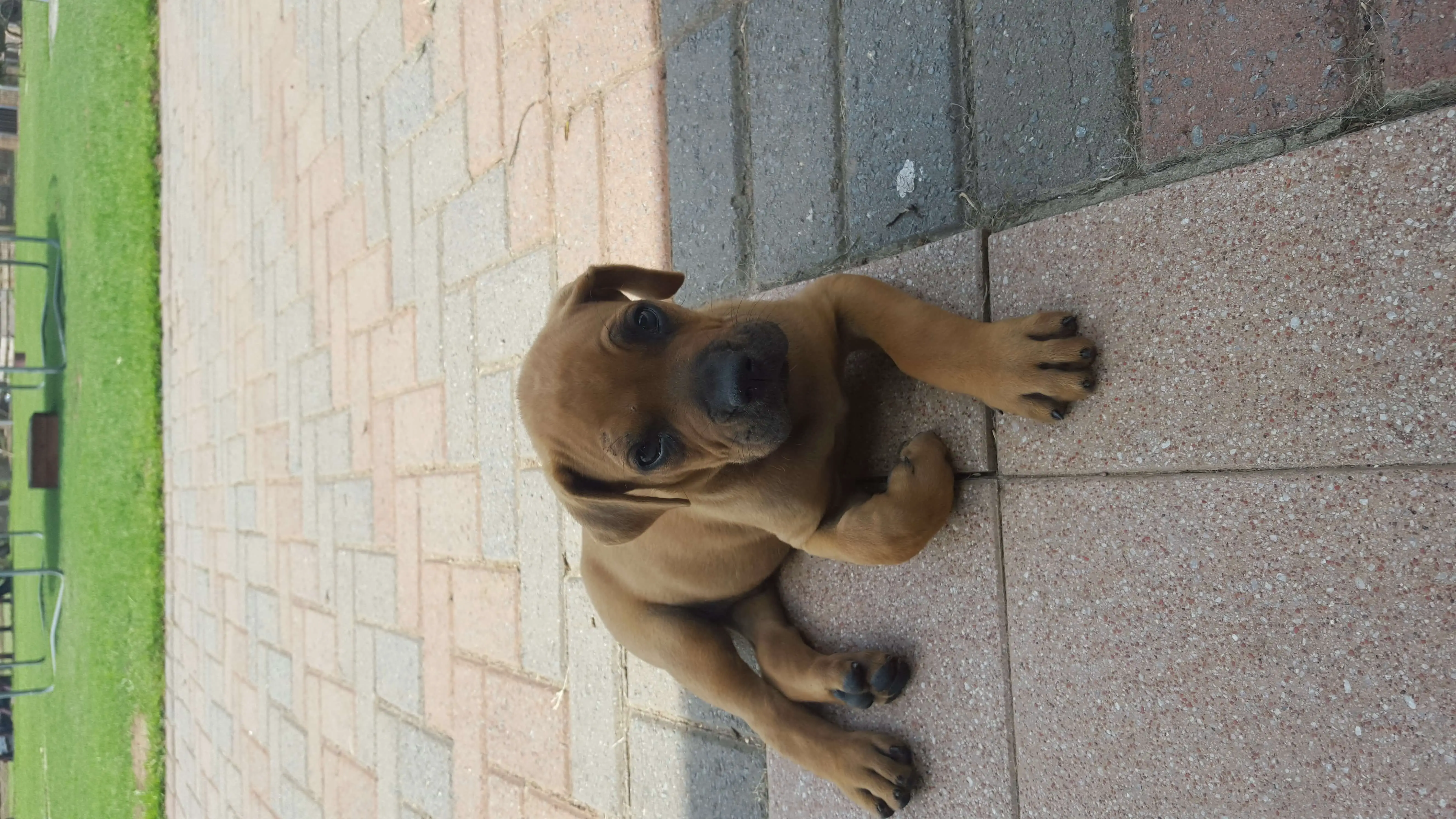 Boerboel Puppies for Sale in Other by Aqua Pool Heater Heater