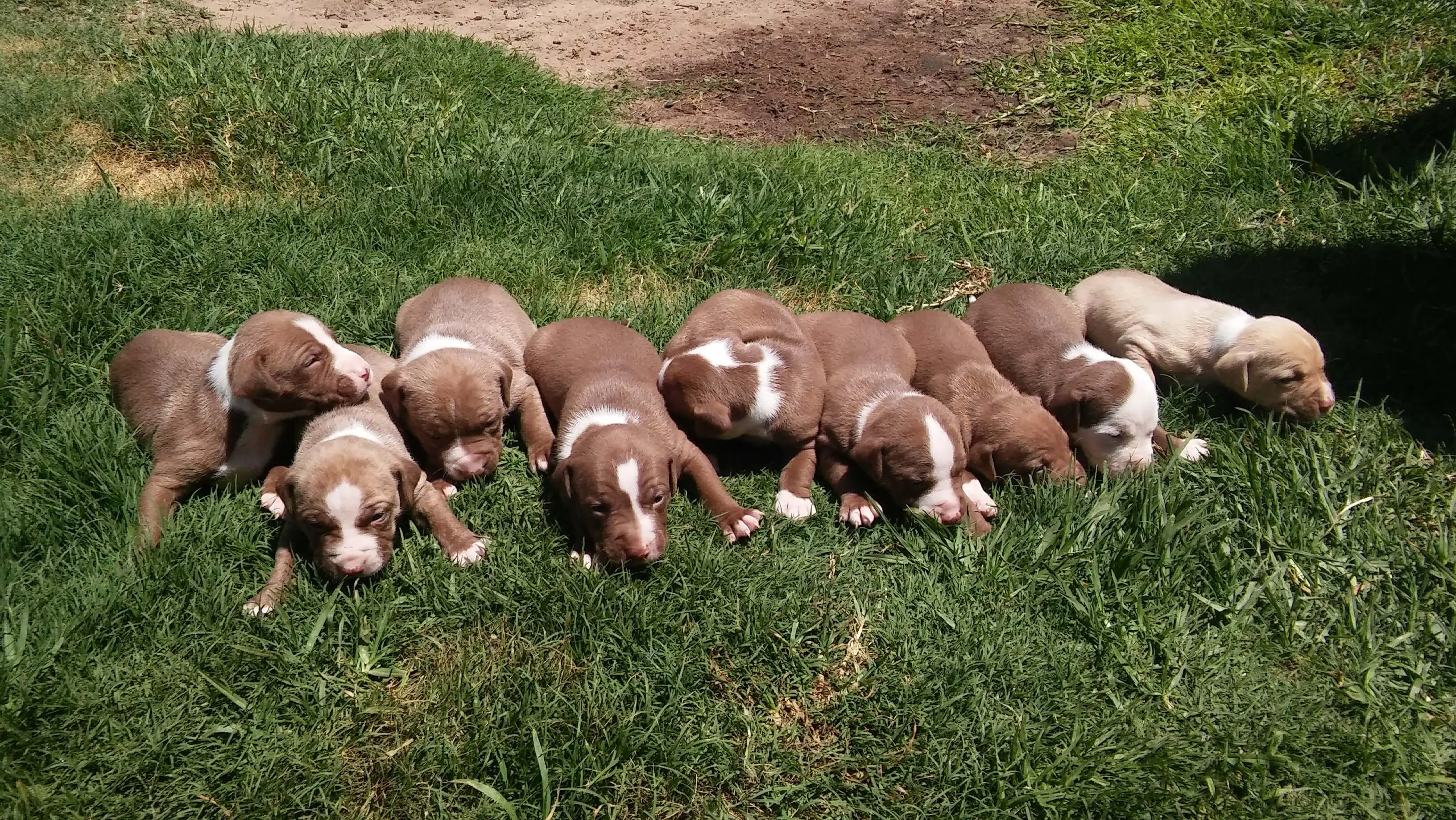 Pitbull Puppies for Sale in Cape Town by Keenan Reid
