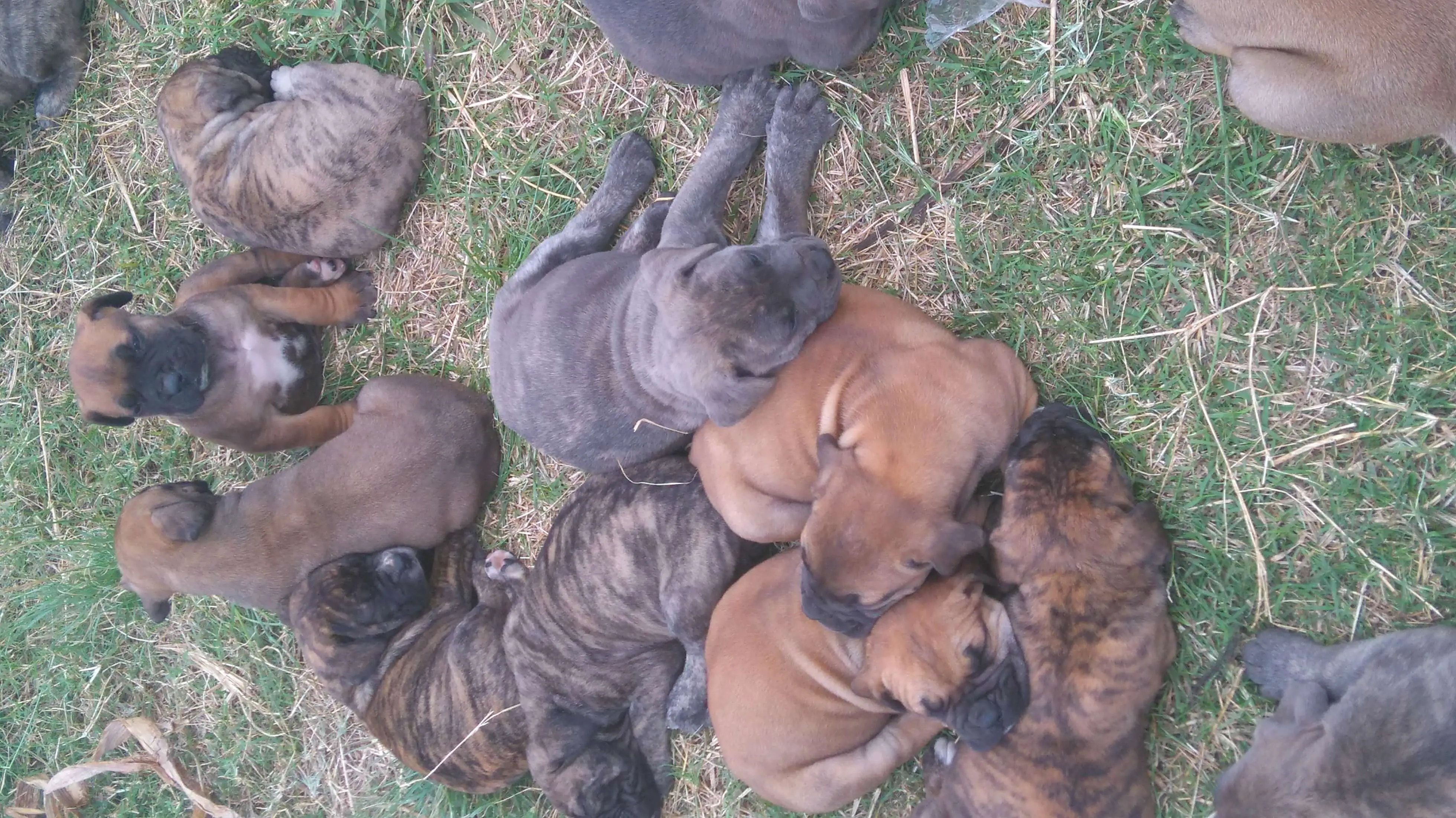 Boerboel Puppies for Sale in Kwazulu Natal by Rochelle Tikai