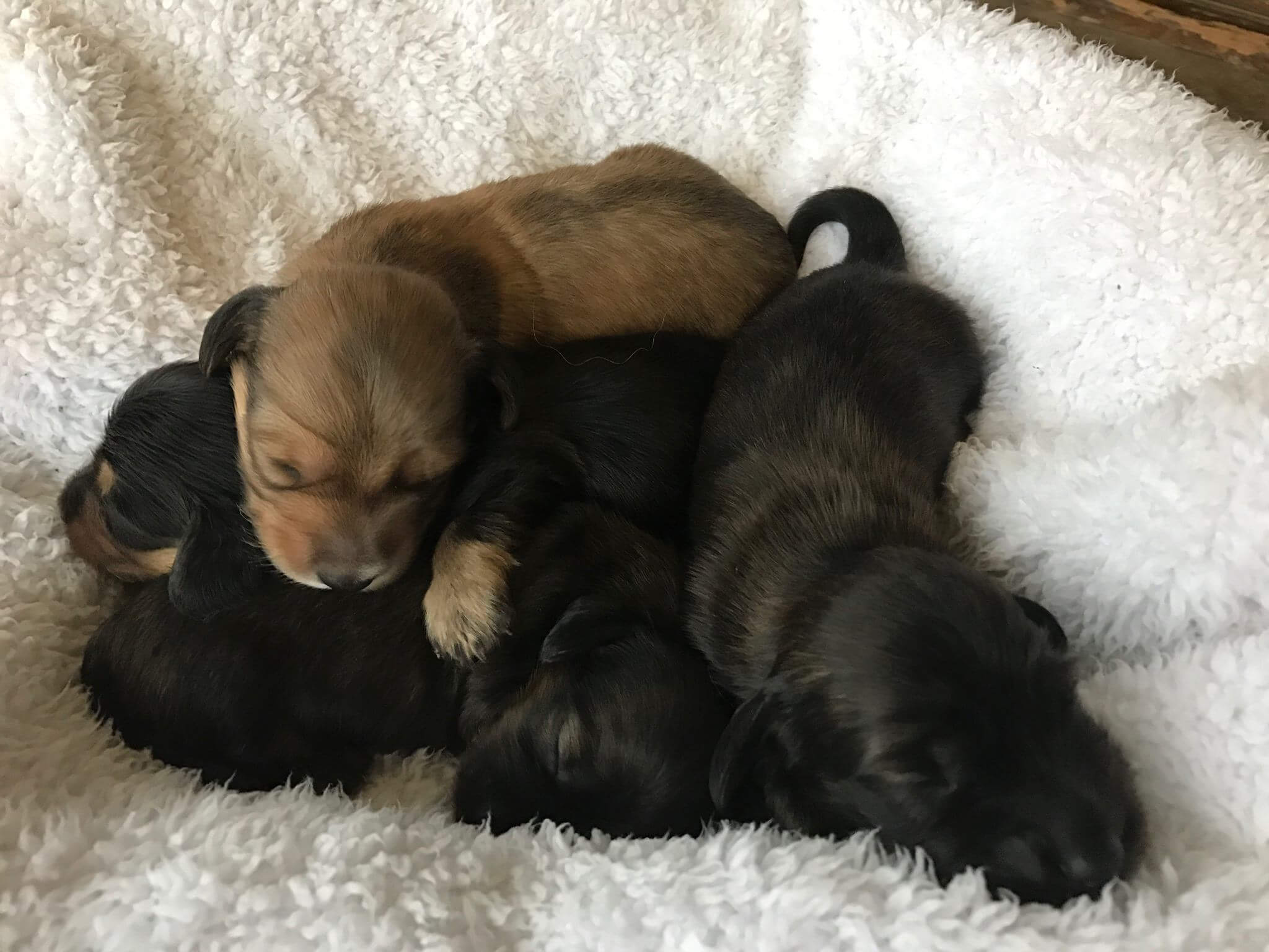 Daschund Puppies for Sale in Kwazulu Natal by Jamie-Leigh Missen