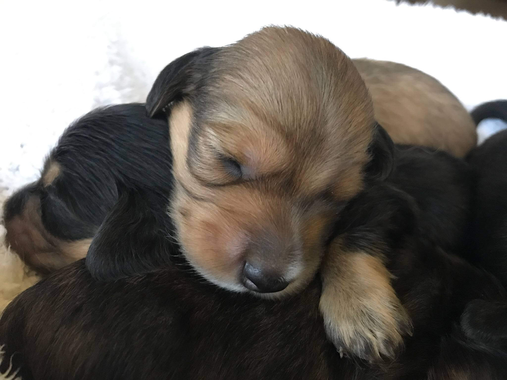 Daschund Puppies for Sale in Kwazulu Natal by Jamie-Leigh Missen