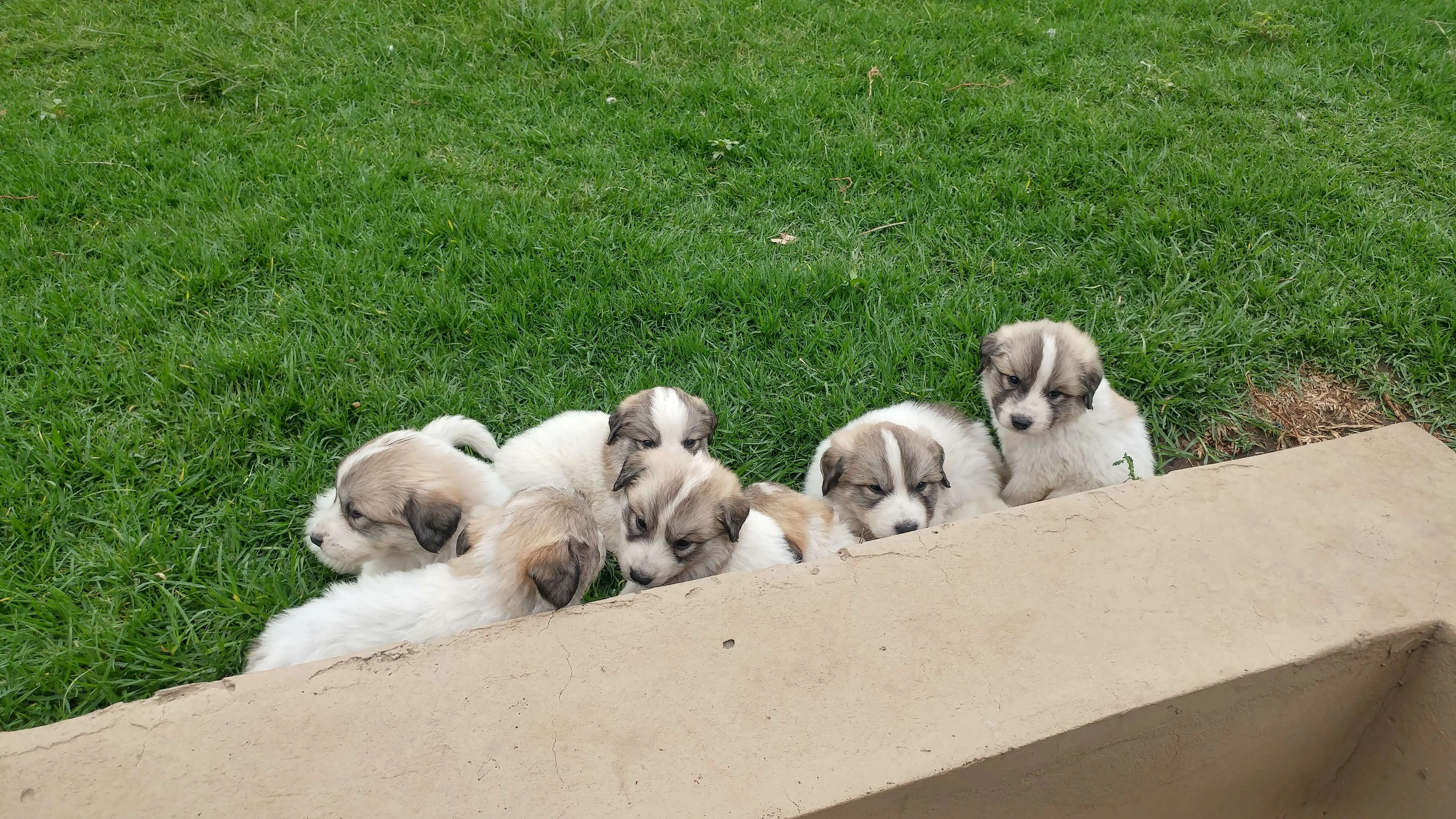 Other Puppies for Sale in Other by Liezel Naude